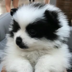 Meet your Posher, Liliane